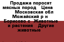 Продажа поросят мясных пород › Цена ­ 2 500 - Московская обл., Можайский р-н, Борисово с. Животные и растения » Другие животные   